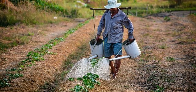 Hipossuficiência do agricultor leva à redução da multa aplicada pelo Ibama